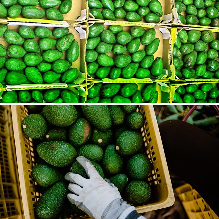 Avocado sorting and packing